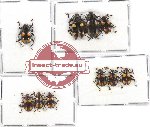 Scientific lot no. 37 Endomychidae (10 pcs A, A-, A2)