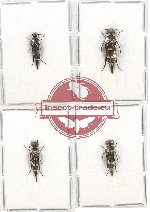 Scientific lot no. 39 Mordellidae (Hoshinananomia sp. mix) (4 pcs)