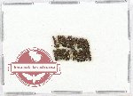 Scientific lot no. 107 Staphylinidae (25 pcs)