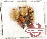 Scientific lot no. 210A Chrysomelidae (9 pcs)