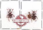 Scientific lot no. 1AB Attelabidae (3 pcs)