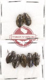 Gyrinidae Scientific lot no. 33 (7 pcs)