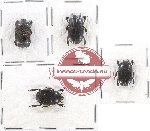 Scientific lot no. 80 Histeridae (4 pcs)