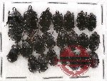 Scientific lot no. 75 Histeridae (22 pcs)