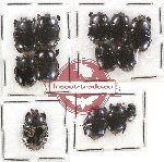 Scientific lot no. 81 Histeridae (13 pcs)