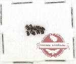 Scientific lot no. 42 Attelabidae (9 pcs)