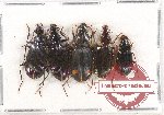 Scientific lot no. 281A Carabidae (5 pcs A-, A2)