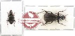Scientific lot no. 279A Carabidae (2 pcs - 1 pc A-)