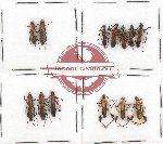 Scientific lot no. 87A Cerambycidae (13 pcs A, A-, A2)