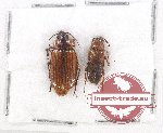 Cebrionidae sc. lot no. 3B (1 pc A2)