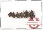 Scientific lot no. 221 Tenebrionidae (6 pcs)