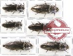 Scientific lot no. 96A Elateridae (Campsosternus sp. mix) (6 pcs)