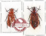 Scientific lot no. 33 Meloidae (2 pcs)