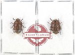 Scientific lot no. 196A Tenebrionidae (2 pcs)