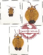 Scientific lot no. 15 Lycidae (3 pcs)