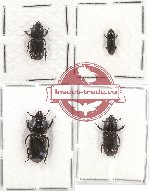 Scientific lot no. 23 Lucanidae (Figulus spp.) (4 pcs A-, A2)