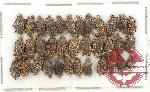 Scientific lot no. 364 Curculionidae (35 pcs)