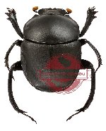Gymnopleurus sp. 3 (A-)