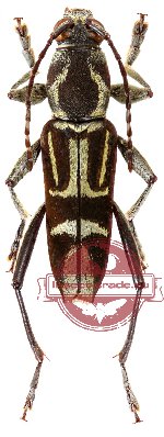 Chlorophorus decoratus