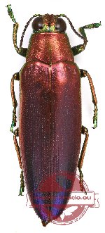 Chrysochroa fulminans nishiyamai (A-)