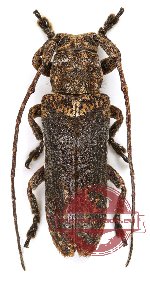 Paranaches simplex (A-)