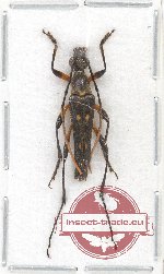 Strangalia sp. 1 (A/A-)