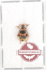 Chrysomelidae sp. 52