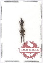 Brenthidae sp. 14