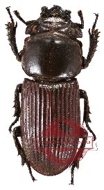 Nigidius sp. 1