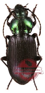 Pterostichus sp. 1