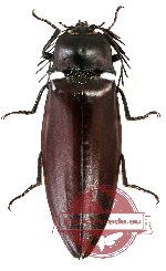 Oxynopterus annamensis