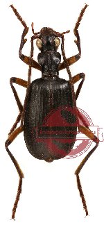 Brachinus biguticeps (5 pcs A-, A2)