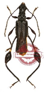 Merionoeda indica (A2)