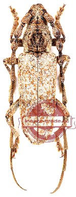 Zatrephus longicornis