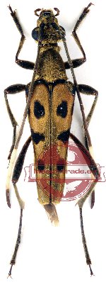 Parastrangalis aurigena (A2)