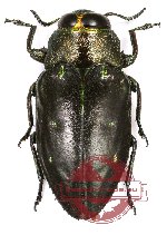 Chrysobothris sp. 8 (A-)