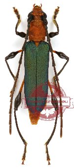 Nyphasia pascoei (A2)
