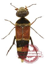 Glipa (Macroglipa) tripartita Pic, 1935