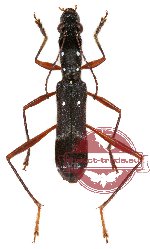 Sclethrus sumatrensis ssp. sumatrensis (A2)