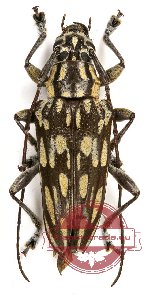 Trigonoptera sp. 1