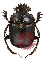 Scarabaeus isidis (A-)