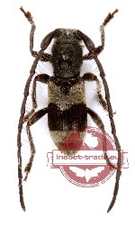 Yimnashana wakaharai (A2)