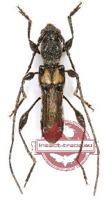 Glaphyra lampros Holzschuh, 2006