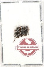 Melandryidae Scientific lot no. 3 (3 pcs)