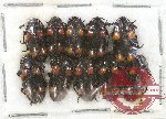 Scientific lot no. 48 Erotylidae (10 pcs)