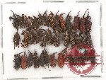 Scientific lot no. 366 Curculionidae (40 pcs)