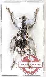 Rhinoscapha sp. 11