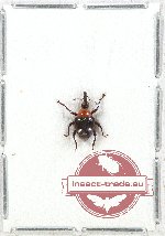 Curculionidae sp. 95