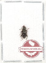 Scientific lot no. 220 Tenebrionidae (1 pc)