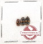 Scientific lot no. 219 Tenebrionidae (3 pcs)